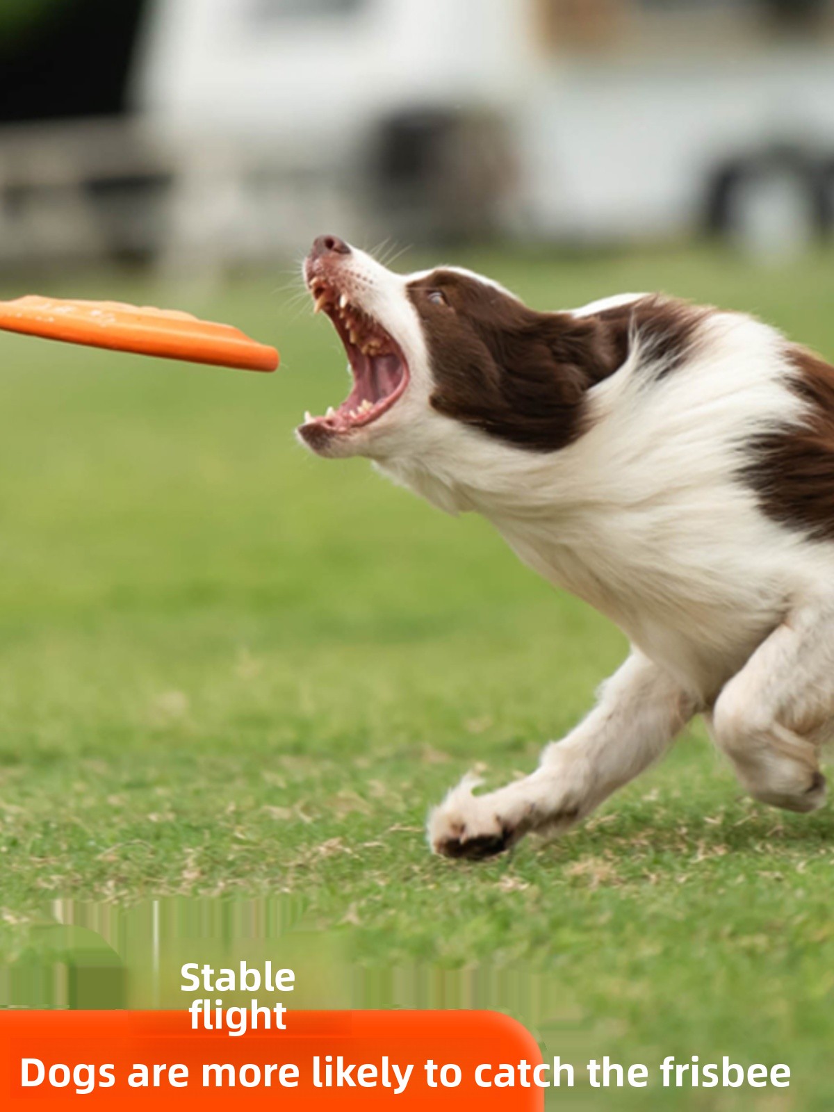 犬用フライングディスク ソフトで耐久性があり、噛みつきに強い - Flying Disc Dog Training Toy のレビューと価格