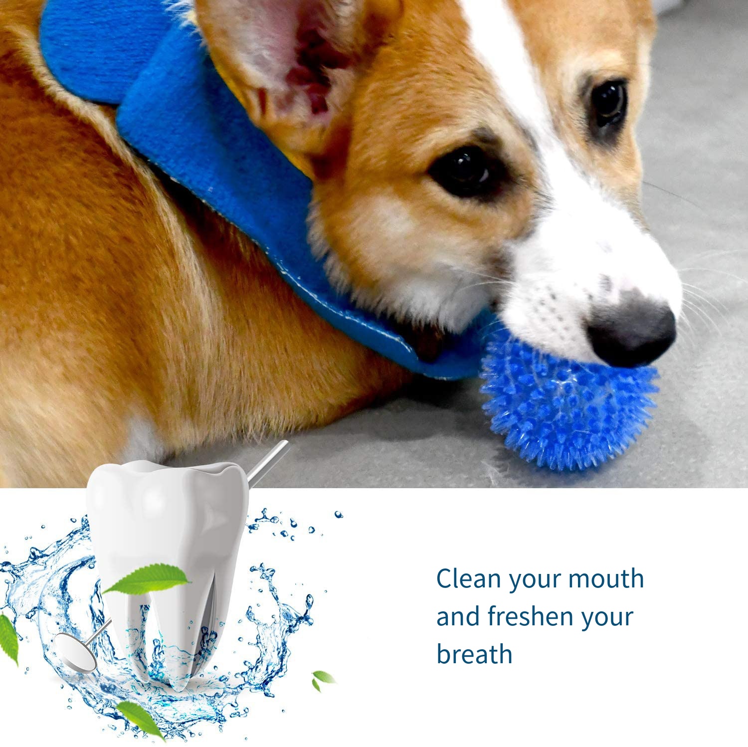 犬のおもちゃサウンドおもちゃ弾むボールペットのおもちゃポルカ - Suction Cup Dog Tug Toy のレビューと価格