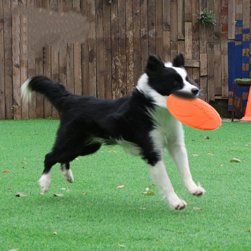 犬と猫のためのインタラクティブなシリコン製フライングソーサー - Flying Disc Dog Training Toy のレビューと価格