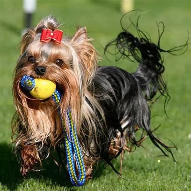 1個入り 噛みつきに強いゴム製子犬用おもしろトレーニングボー - Indestructible Dog Chew Toy のレビューと価格