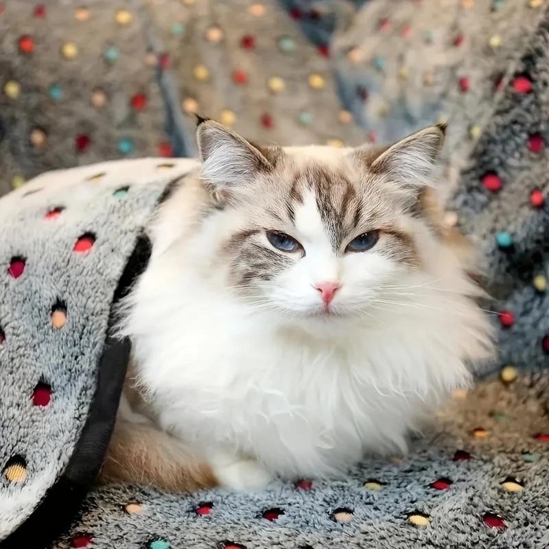 3枚セット ソフトふわふわペットブランケット 可愛いドット柄 - Pet Beds のレビューと価格